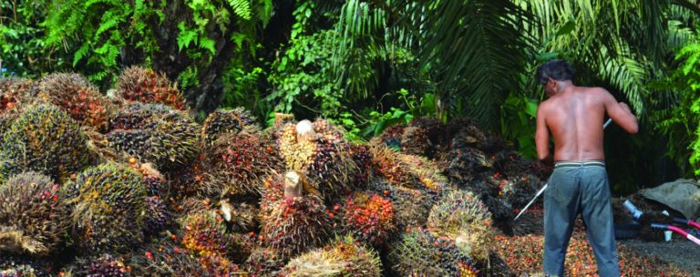 What is Conflict Palm Oil - Rainforest Action Network