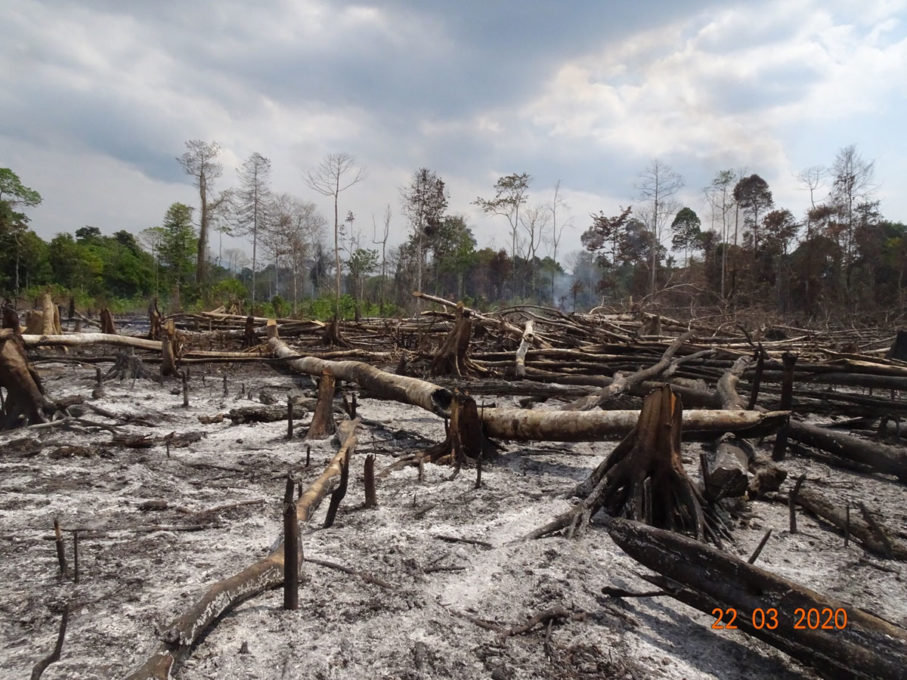 Fresh Evidence: Major Global Brands Refuse to Stop Sourcing Fire-Fueled ...