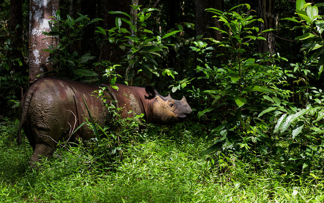 Leuser Watch - Rainforest Action Network