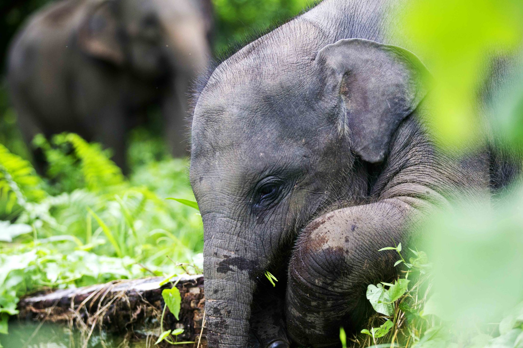 Conservation Breakthrough for the Leuser Ecosystem? - Leuser Watch ...