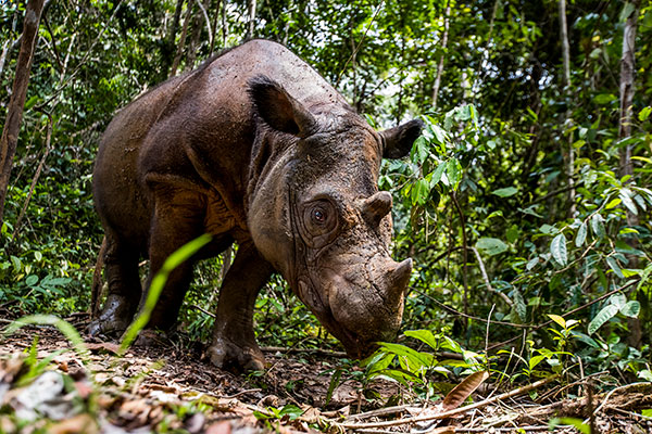 Wildlife Fact Sheet: Sumatran Rhinoceros - Rainforest Action Network