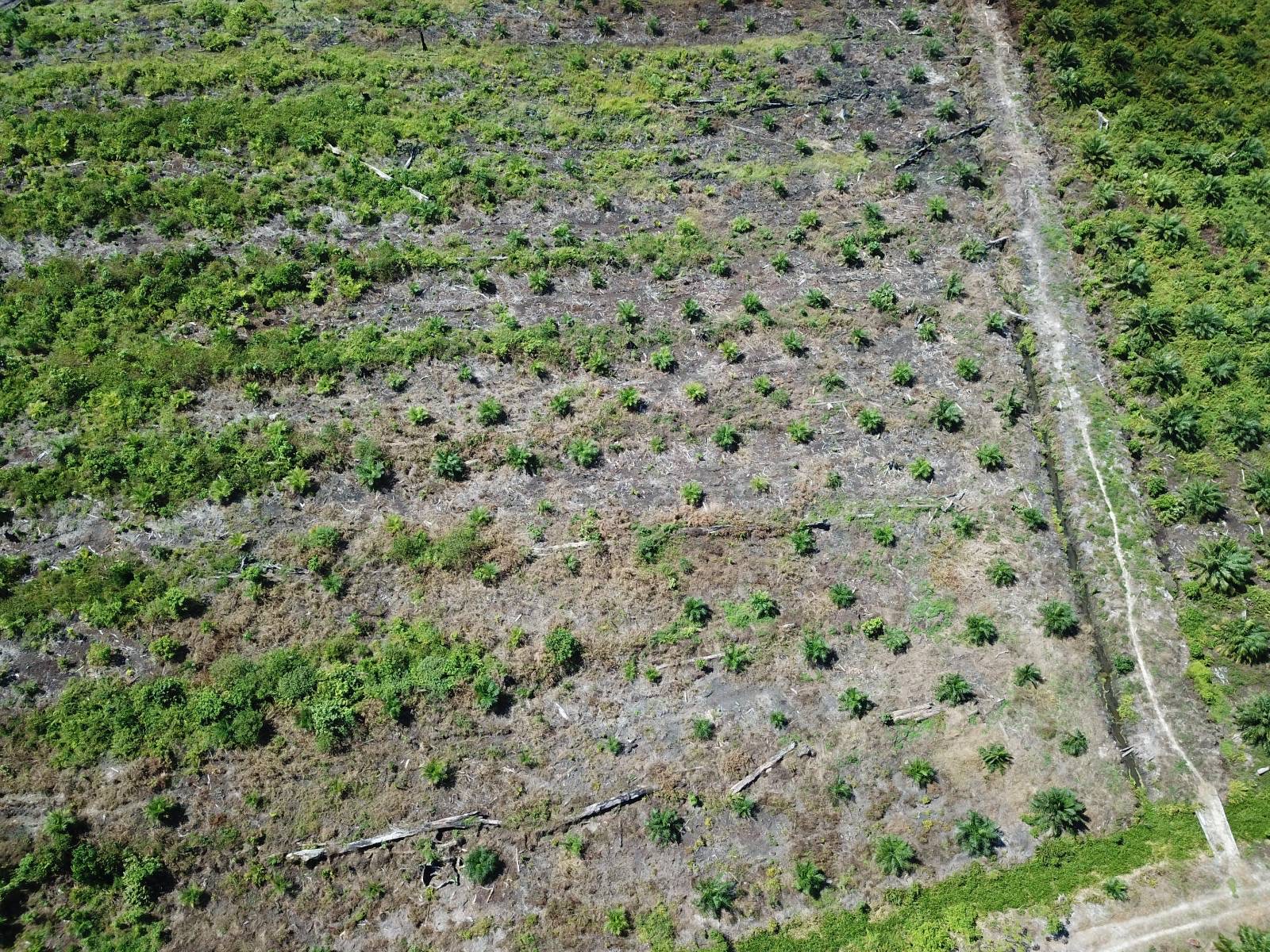 Aerial image of palm oil plantation established by Mr Mahmudin inside the Rawa Singkil Wildlife Reserve.