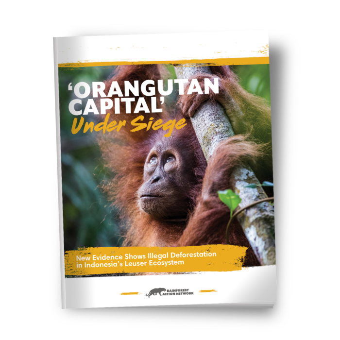 Orangutan Capital Under Siege report image